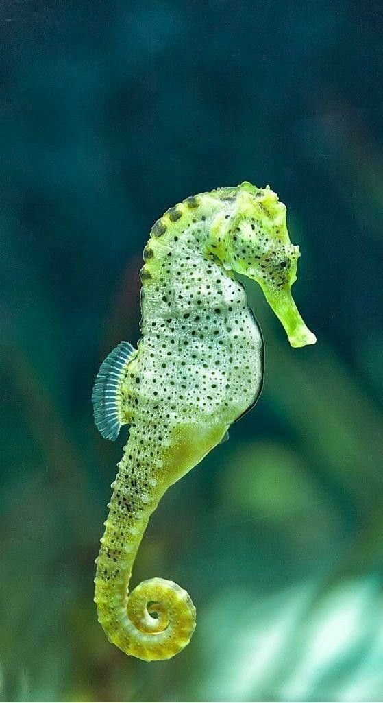 skumbriaa's tweet photo. A seahorse is any of 46 species of small marine fish in the genus Hippocampus. Having a head and neck suggestive of a horse, seahorses also feature segmented bony armour, an upright posture and a curled prehensile tail. https://t.co/7NKYNNpocu