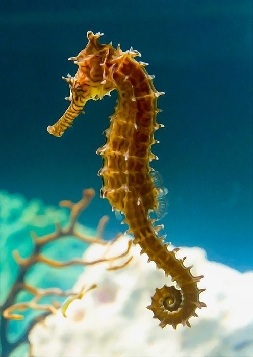 skumbriaa's tweet photo. A seahorse is any of 46 species of small marine fish in the genus Hippocampus. Having a head and neck suggestive of a horse, seahorses also feature segmented bony armour, an upright posture and a curled prehensile tail. https://t.co/7NKYNNpocu