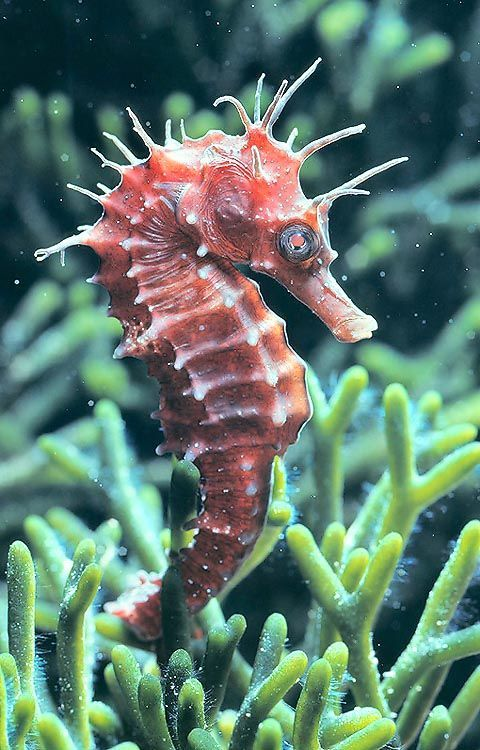 skumbriaa's tweet photo. A seahorse is any of 46 species of small marine fish in the genus Hippocampus. Having a head and neck suggestive of a horse, seahorses also feature segmented bony armour, an upright posture and a curled prehensile tail. https://t.co/7NKYNNpocu