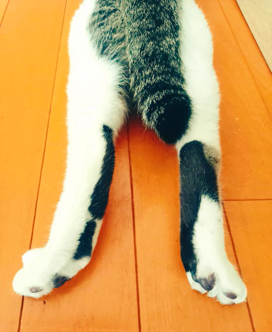 #猫は一部分でも可愛い事を証明せよ 