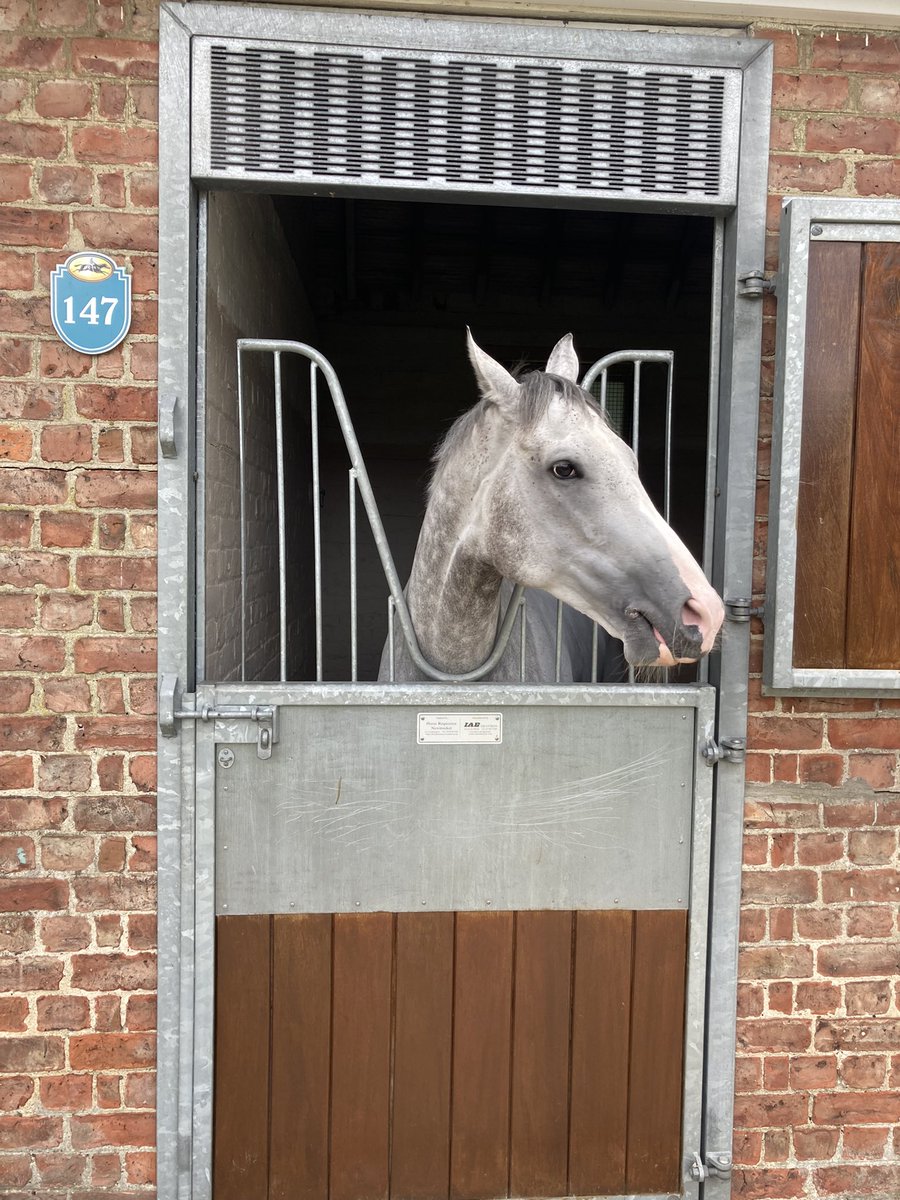Tom_MBS's tweet photo. Our favourite grey Silver Samurai runs in the 3.15 at York today, Good Luck @wattba_racing @D_Muscutttt @MarcoBotti https://t.co/7a6iVDth2D