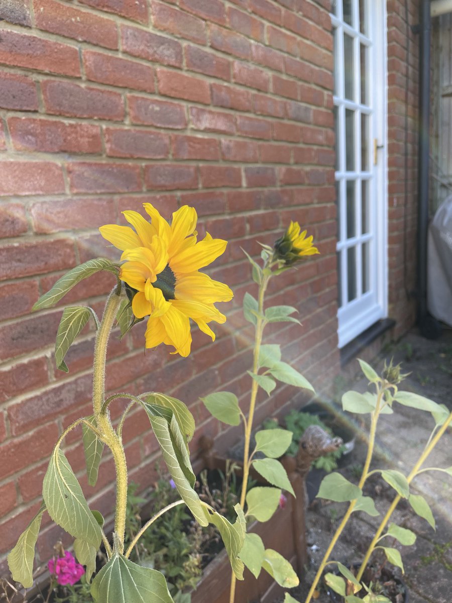 DavidColbear's tweet photo. October sunflowers https://t.co/EmiV09Zsw6