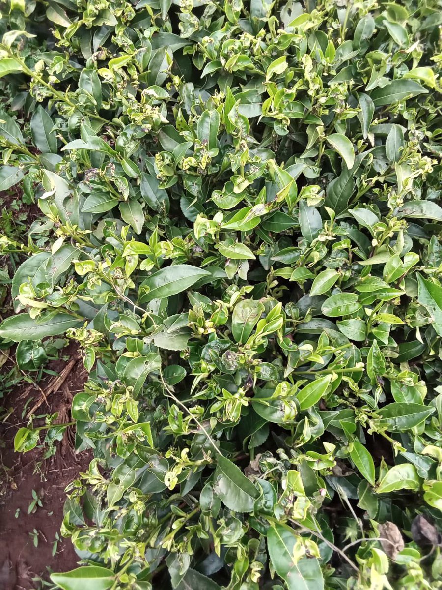 Konesjk's tweet photo. Some tea farmers in Bomet are reported to be counting losses after an infestation of insects on their tea bushes #TRFK @kalromkulima @kilimoKE https://t.co/aMqsg7Xnha