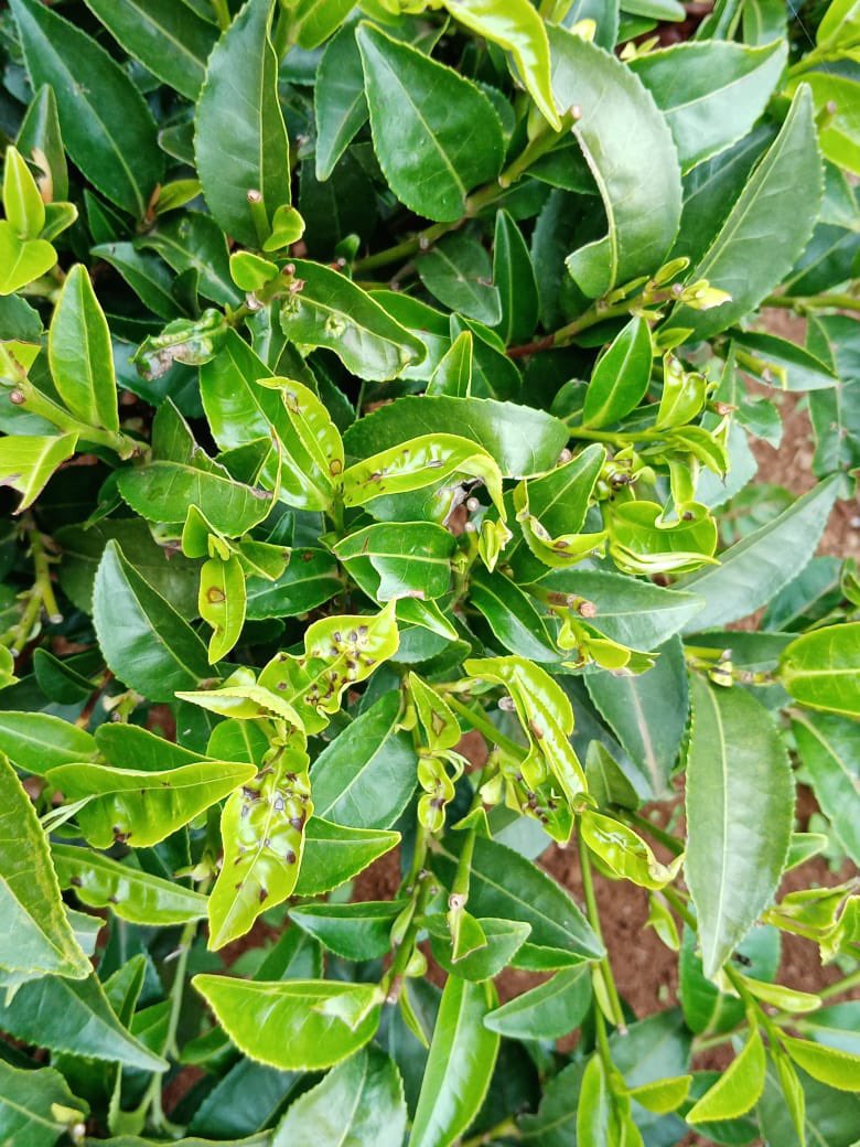 Konesjk's tweet photo. Some tea farmers in Bomet are reported to be counting losses after an infestation of insects on their tea bushes #TRFK @kalromkulima @kilimoKE https://t.co/aMqsg7Xnha