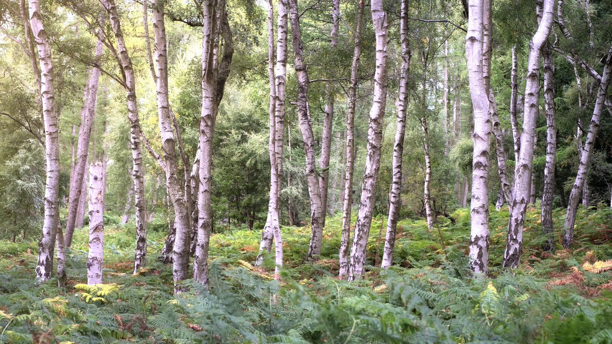 markprice0811's tweet photo. Silver birches… nothing to see here!

#yorkshire #silverbirch #OPOTY @FUJIFILM_UK #woodland https://t.co/0etQYqS8iX