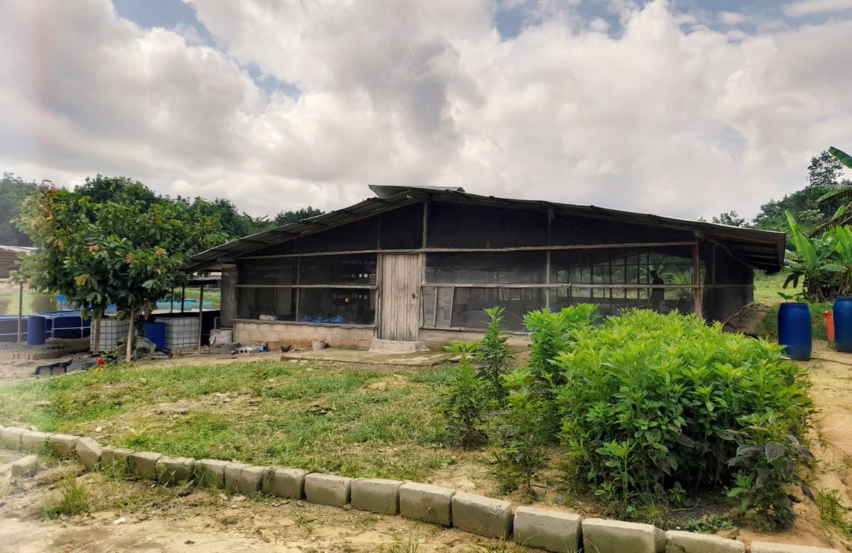 StardustStartup's tweet photo. BioAni, the Ivorian startup making fishmeal out of fly larvae, is setting up a new farm in Grand-Bassam with a 2nd partner and will use our microgrant to buy aviaries, drying tables &amp; palm kernel cake stock for this brand-new entity! 🪰

More about BioAni: https://t.co/tGRgpi7ELm https://t.co/eFoJxMDJW3