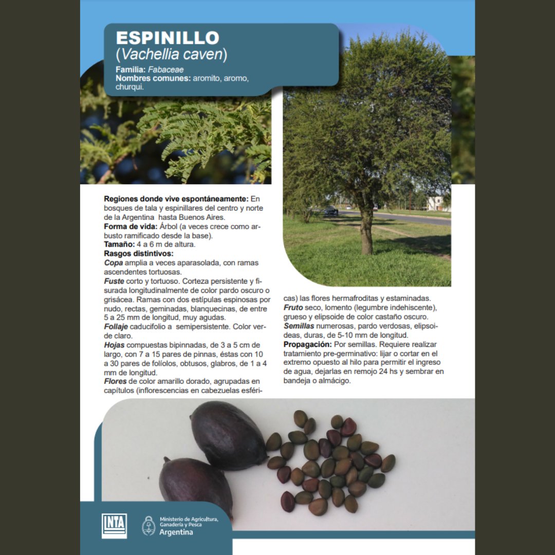 INTASanPedro's tweet photo. 🌳#Espinillo (Vachellia caven)
🌳Te presentamos una de las primera once especies que creemos que vale la pena difundir en el #noreste bonaerense.
🔎Las otras 10 especies en https://t.co/8SRlMwWK13 https://t.co/nNkePJnL26