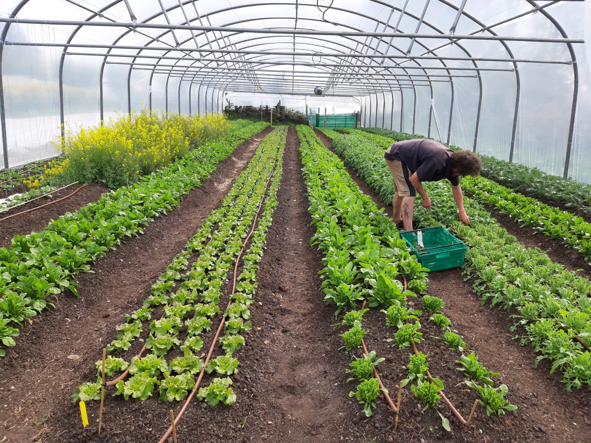 createdincavan's tweet photo. The Local Greenbox Cavan is your best source of quality local produce direct from farm to fork! 
The initiative supports over 20 local producers &amp; is available every week, using their pre-order service. 
.
Find out more on our website here: https://t.co/RC6jGbHtaX https://t.co/BsjW8fXQGf