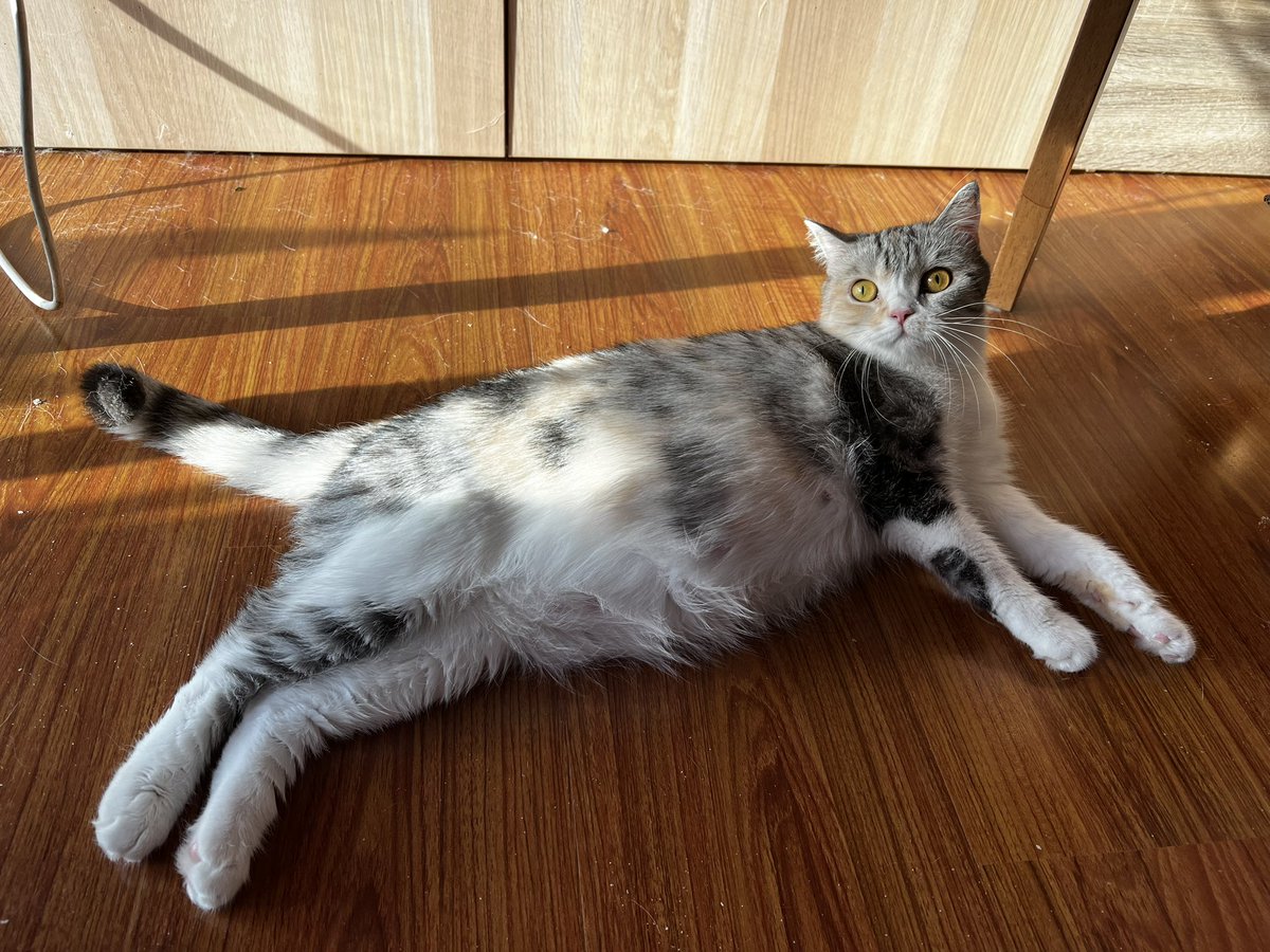 ท้องมา 64 วันละ นั่งลุ้นให้คลอดทุกวัน อยากเจอหน้าหลานๆ ละ เดี๋ยวนี้เลยไม่ค่อยได้ทำอะไร นั่งบำรุง ตามใจมิไรทั้งวัน คลอกแรก 5 คลอกสอง 6 , คลอกสุดท้ายไม่รู้กี่ตัว น่าจะเป็น 2 เดือนที่แสนวุ่นวาย แต่มีความสุขนับจากนี้ แล้วเดี๋ยวต้องพามิไรไปทำหมันละ