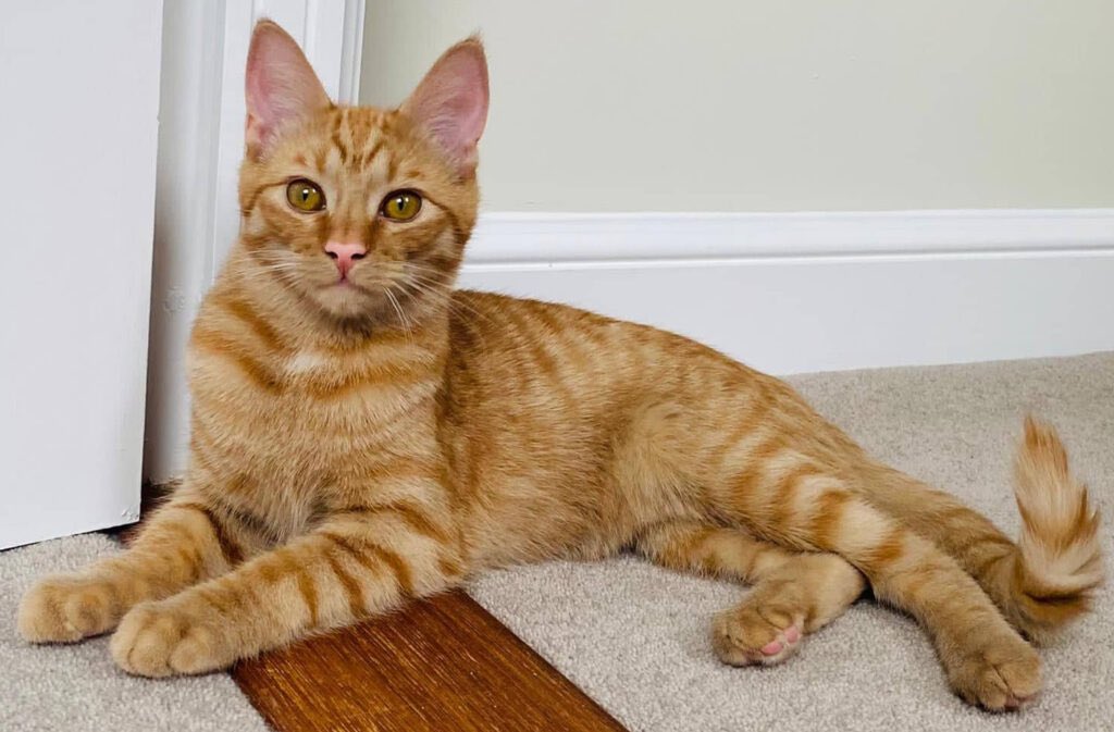 Marjorie Nash tweet media