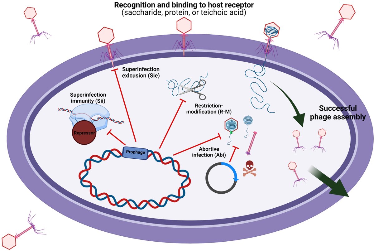 MicroResRep's tweet photo. 🧐Although #bacteriophage infection is a constant threat, do you know that it is also beneficial for #fermented foods ?
Find the answer from:
https://t.co/zlWjfWdUwA
@VanSinderenLab @JenniferMahony7 @fdalbi @MartinLoessner @JeremyJBarr https://t.co/yyHx5pLRjI