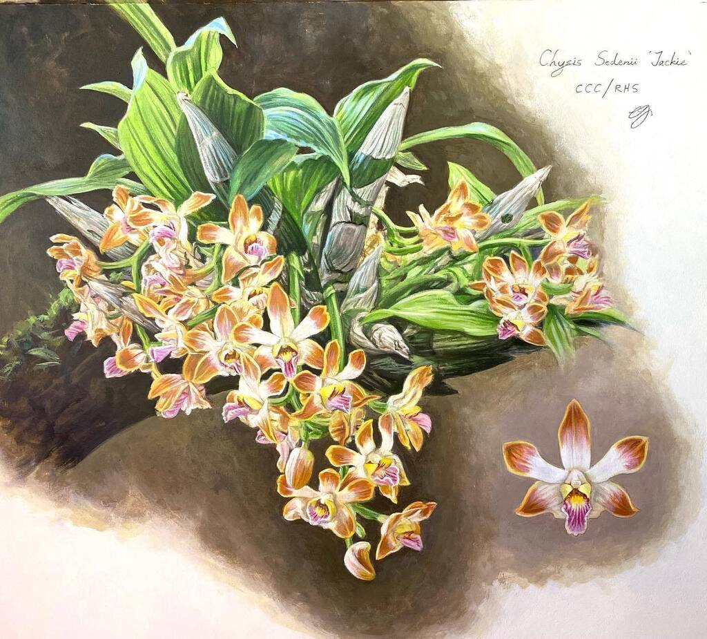cjonesart's tweet photo. A recent commission of Chysis Sedenii ‘Jackie’ CCC/RHS, the first of this particular orchid hybrid to be awarded by the RHS in over 100 years! Acrylic on paper, approx 33x38cm (13x15in). #orchids #orchid #orchidpainting #orchidpaintings #orchidpaintingco… https://t.co/RjWiF69dYQ https://t.co/nMTYWOjhQL