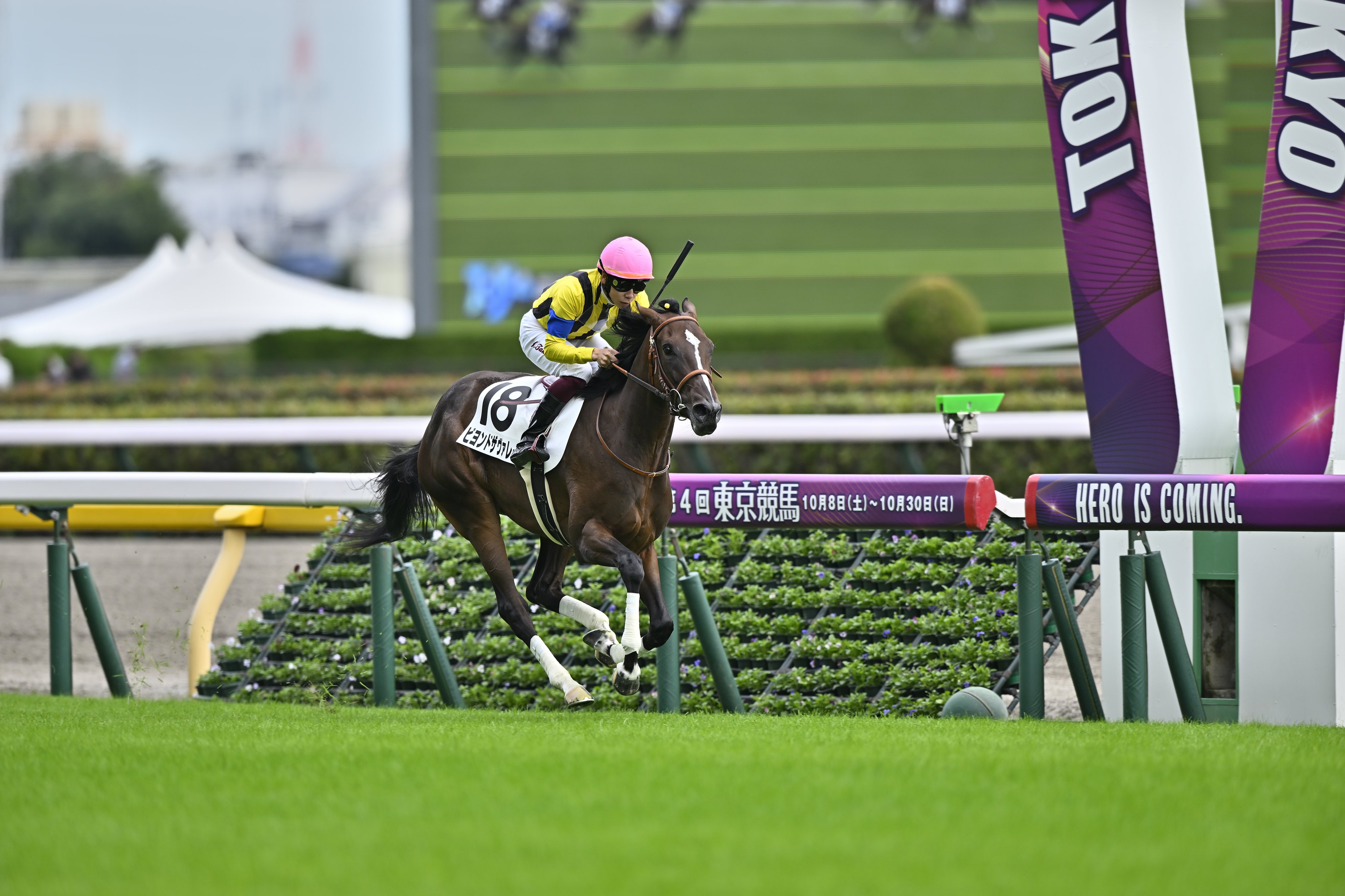 レース実使用 競馬ゼッケン シグナスヒーロー G2 1999年 AJCC