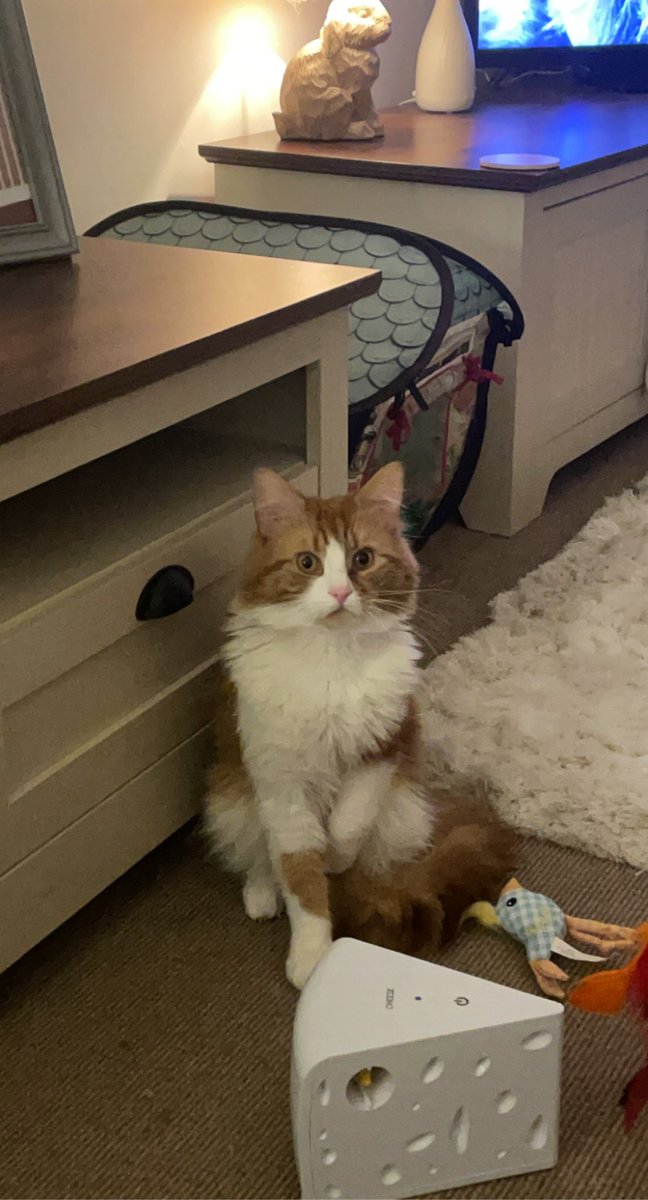 cherylsmithh94's tweet photo. So wee Oliver came home lastnight following staying in overnight at the vet and having a minor operation. He was very quiet on return and wanted to sleep. However at 0430 this morning he came up to see me and I got cuddle after cuddle from him. So glad to have my baby back!😻🥰 https://t.co/4IYAVc216t