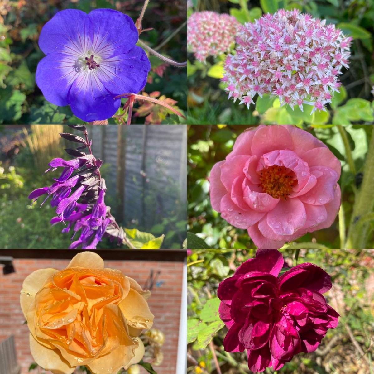 From a very sunny Norfolk this weeks #sixonsaturday various rose’s, salvia ‘Amistad’, Geranium and sedum. #gardening #flowers #rose