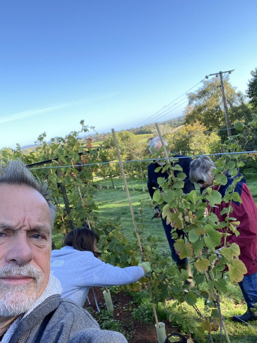 vines_the's tweet photo. #harvest2022 team #Vendage getting to grips with the #PinotNoir only half was down row1 and it’s looking like a record!😃🍇 https://t.co/MAhhsvgm9K