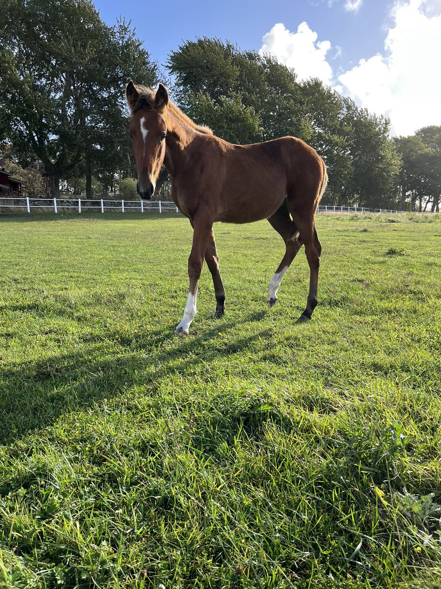 Mattsson86's tweet photo. Varit i Åsa och kollat på massa fina unghästar 🥰🥰🥰 nu mot Åby för lite fin trav och mys❤️ #ledighelg https://t.co/kIY7QtyiMr