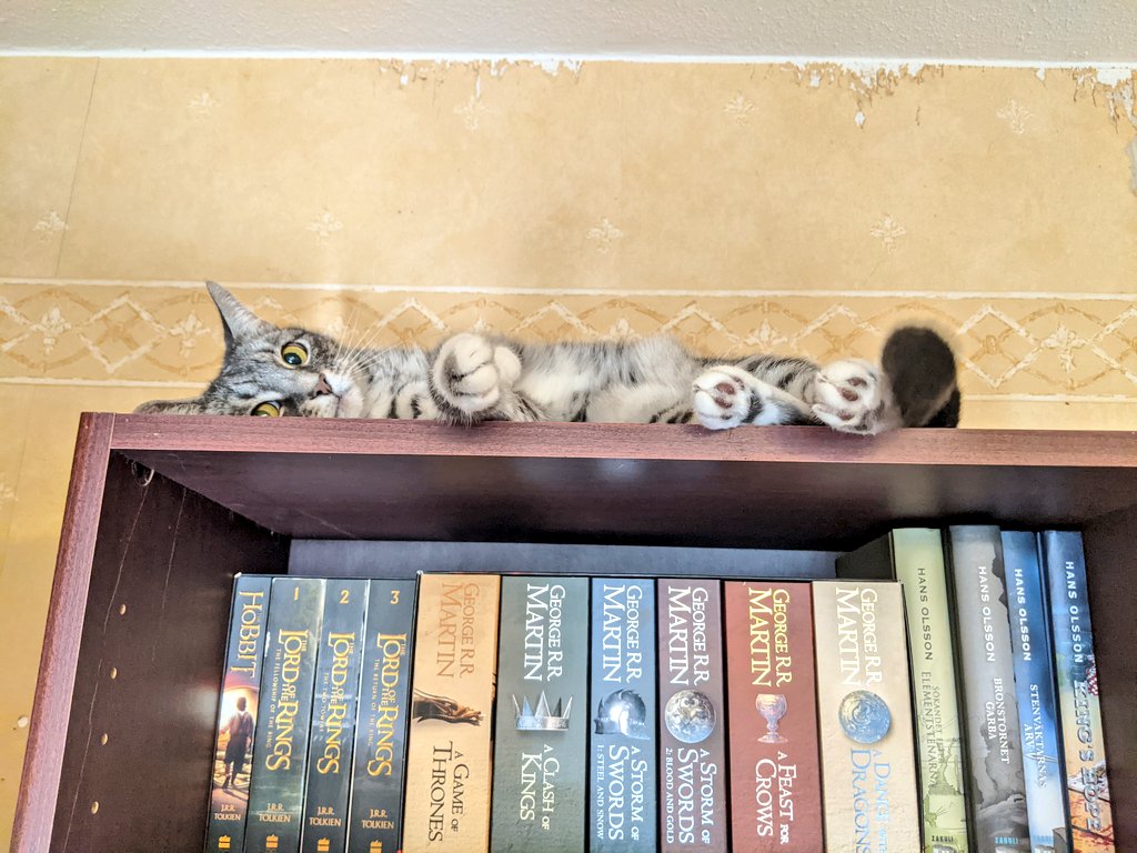 kittycatsonata1's tweet photo. Napping up on the bookcase 🐱💤🐾 https://t.co/0YvTVkhZEx