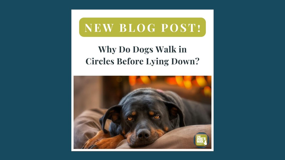 Why Do Dogs Walk In A Circle Before Lying Down
