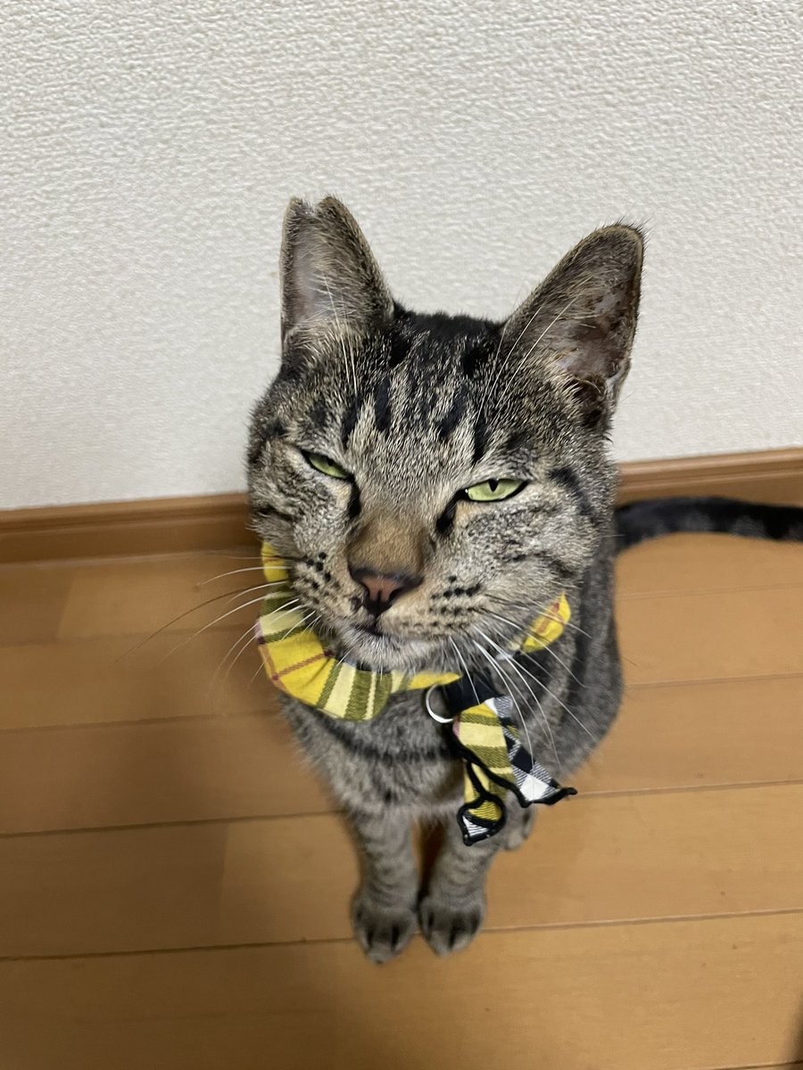 nova_OG_0511's tweet photo. 半目
#猫好きさんと繋がりたい
#猫のいる暮らし
#cat
#保護猫
#キジトラ
#novaOG https://t.co/dqwaOZ83i9