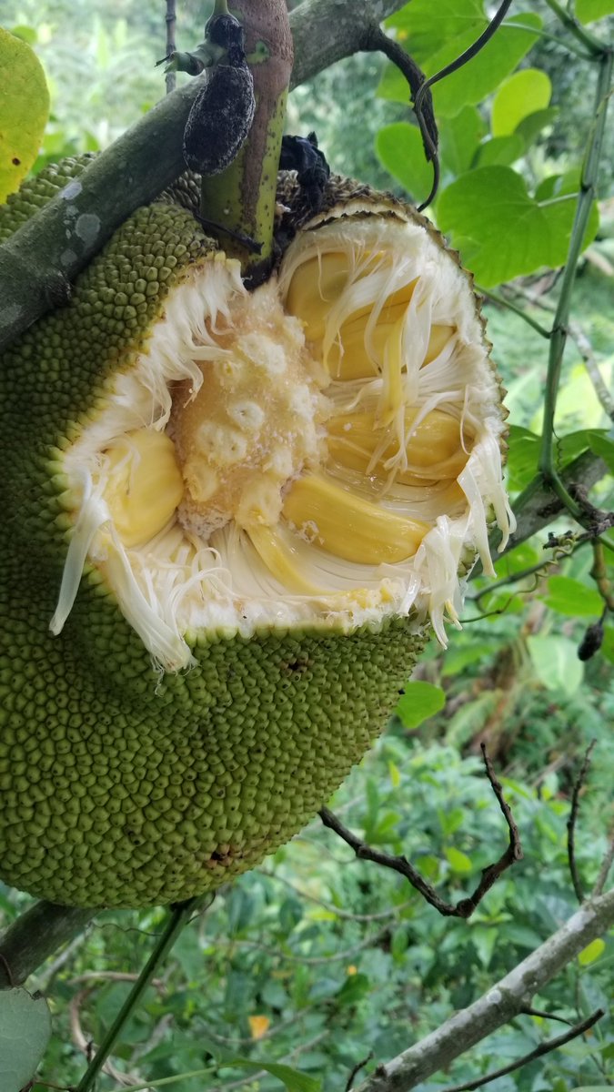 brian_kampala's tweet photo. It's been around 6 year and a half without travelling to try the village but now see what I have found this morning it's yummy yummy if you have tested this before '"yes I did or I love ""@brian_kampala @bookwrite1 @eddykenzoficial @Ksheebah1 @ELChapman @WWE https://t.co/eo4ePfoXuC