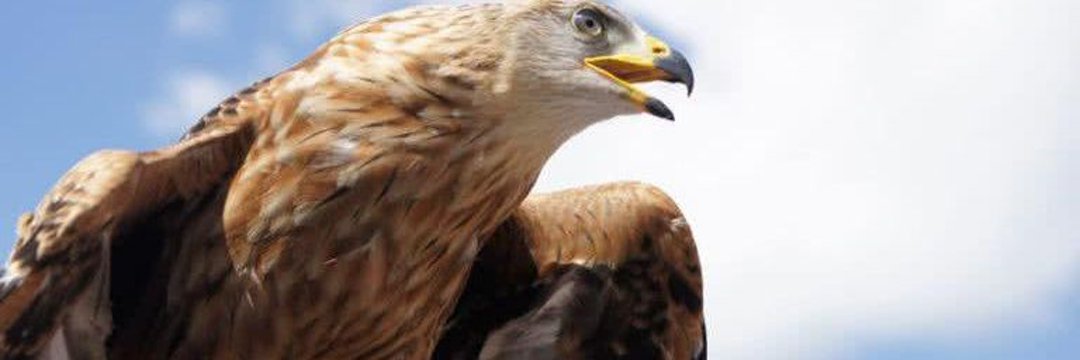promarknft's tweet photo. @mrarnold93 #FEG x #promarknft = 🚀🔥
#tezoscommunity are you ready for #promarknft on @objktcom 
The great eagle is about to land on #objktcom https://t.co/7POXjKIrEG