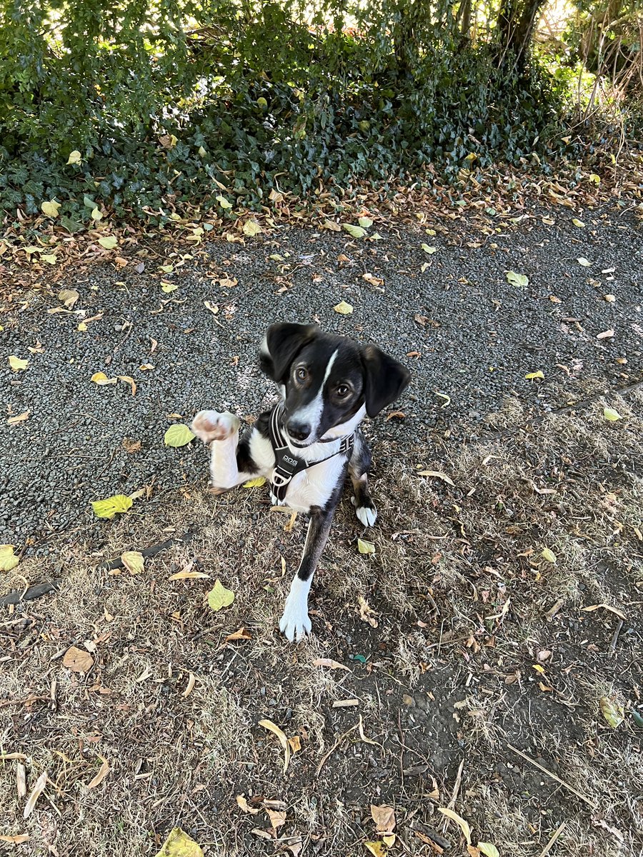 SmileyStoma's tweet photo. @AfcLei Speedy recovery 💪🏻
Paw bump from my pup Jake 🐶 https://t.co/0wq9FDWlTZ