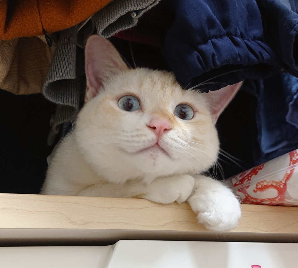 アドミルン様専用 白猫さん 黒猫さん