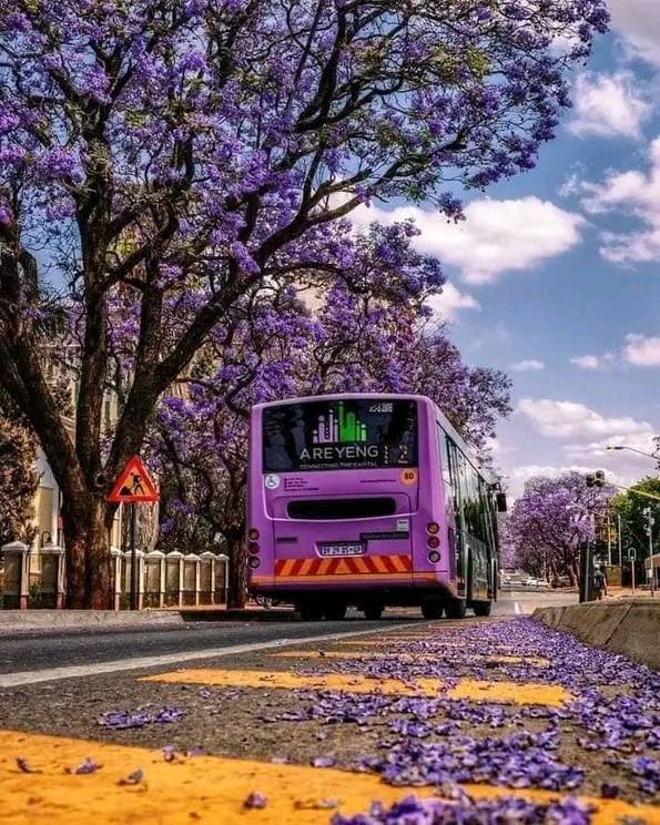 AfricaViewFacts's tweet photo. Jacaranda tree in Pretoria, South Africa 🇿🇦

September to middle November, Jacarandas bloom all over Pretoria and turn the face of the city purple. 

It is estimated that there are almost 70 000 Jacarandas growing around the many streets, parks and gardens of Pretoria. https://t.co/b0iAGsJQII