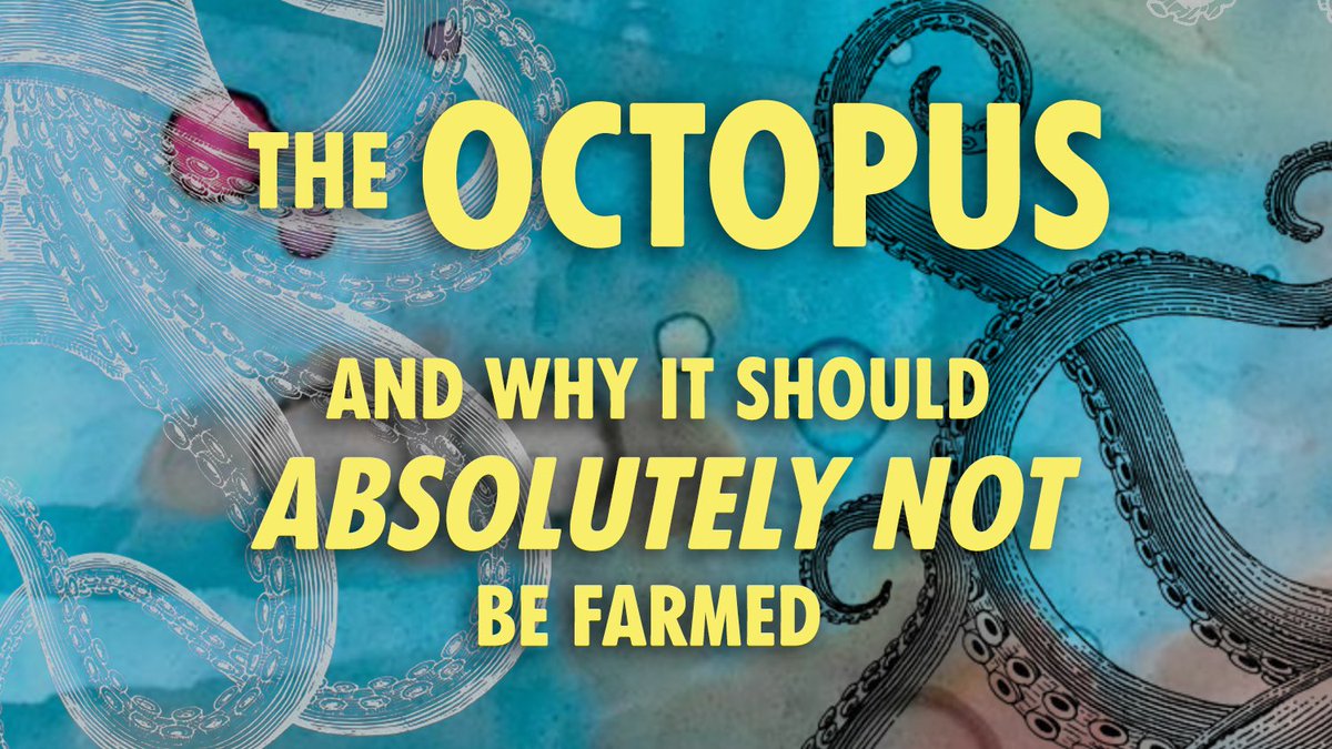 The Octopus - and why it should ABSOLUTELY NOT be farmed! A 🐙 🧵