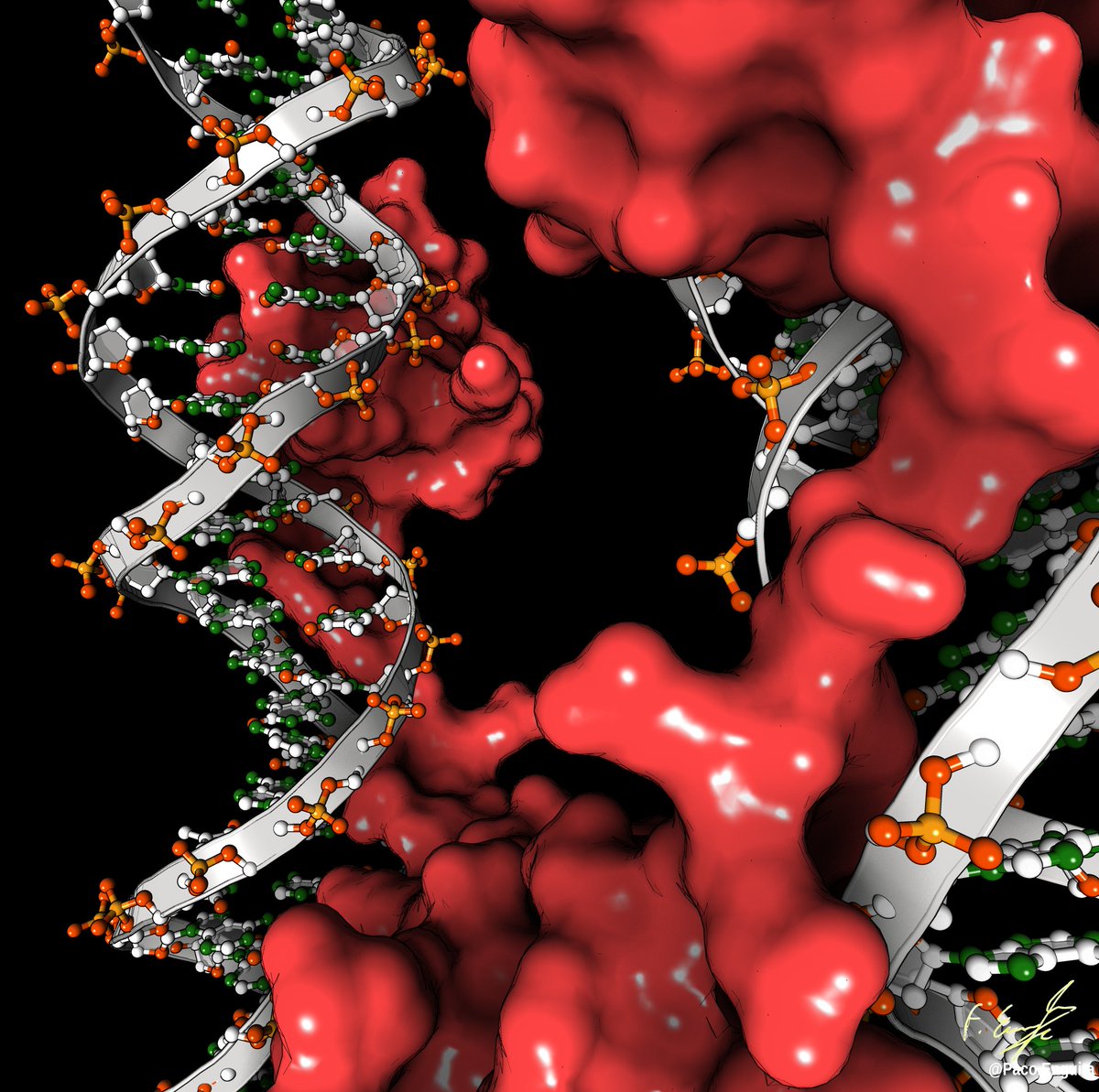 proteinimaging's tweet photo. Structure of DNA-binding domain of human SETMAR in complex with Hsmar1 terminal inverted repeat (TIR) DNA (PDB code: 7S03).
Rendering by @fenguita made with #proteinimager
https://t.co/YBgGU65Czs
#molecularart #transposon #transposase #DNA #binding #SETMAR #xray https://t.co/PFi61iSboa