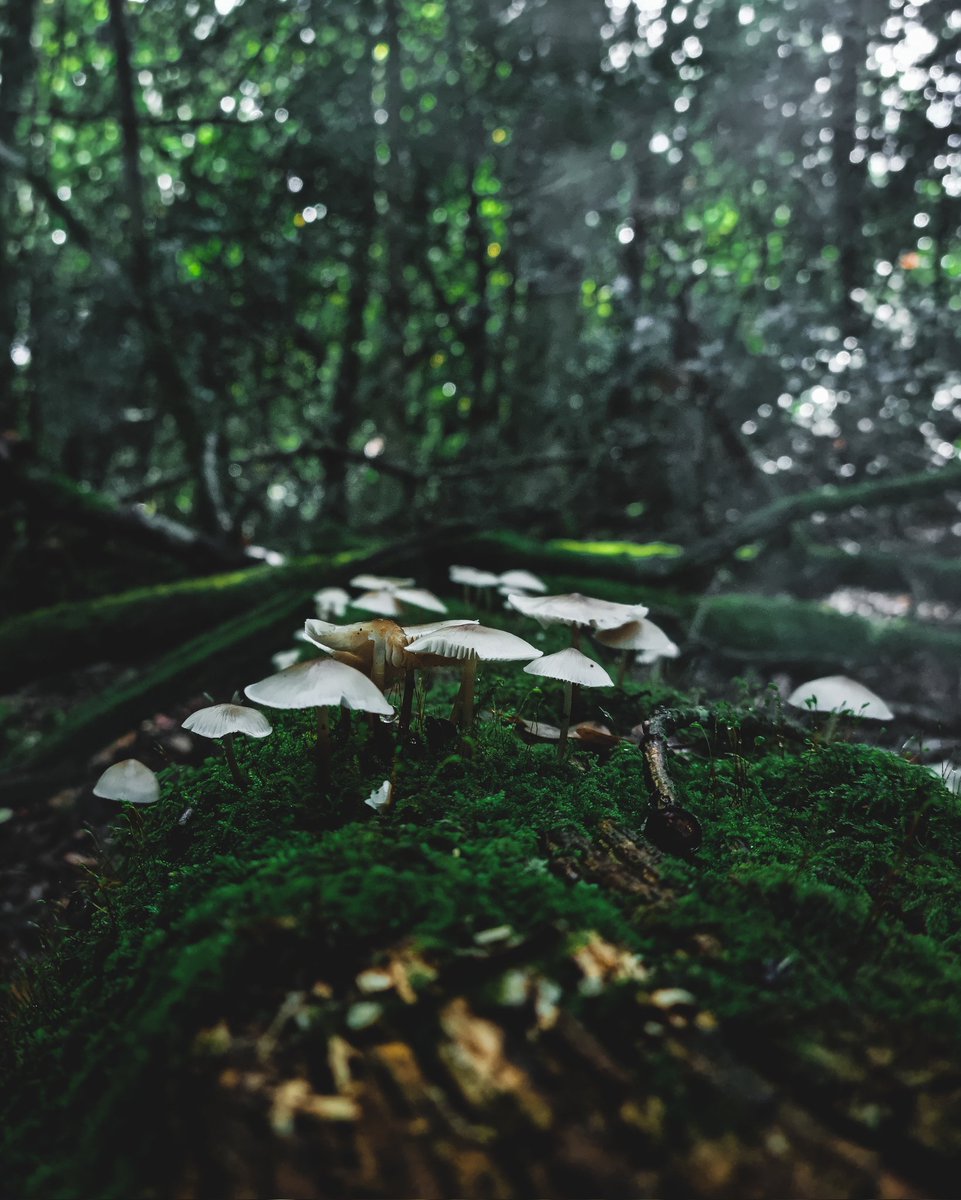 pixel8_visuals's tweet photo. The land of mushrooms.

#mushrooms #Autumn #autumnal #phonephotography #NaturePhotography https://t.co/TPcBzVw6pQ