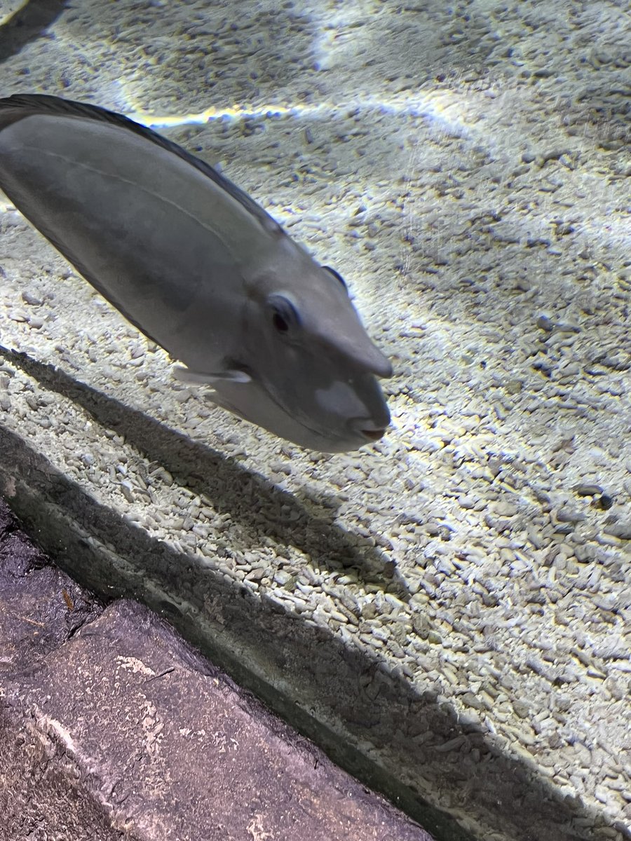 Jason_G95's tweet photo. @TheRunningManZ If TRMZ was a fish https://t.co/SaVfE97C2j