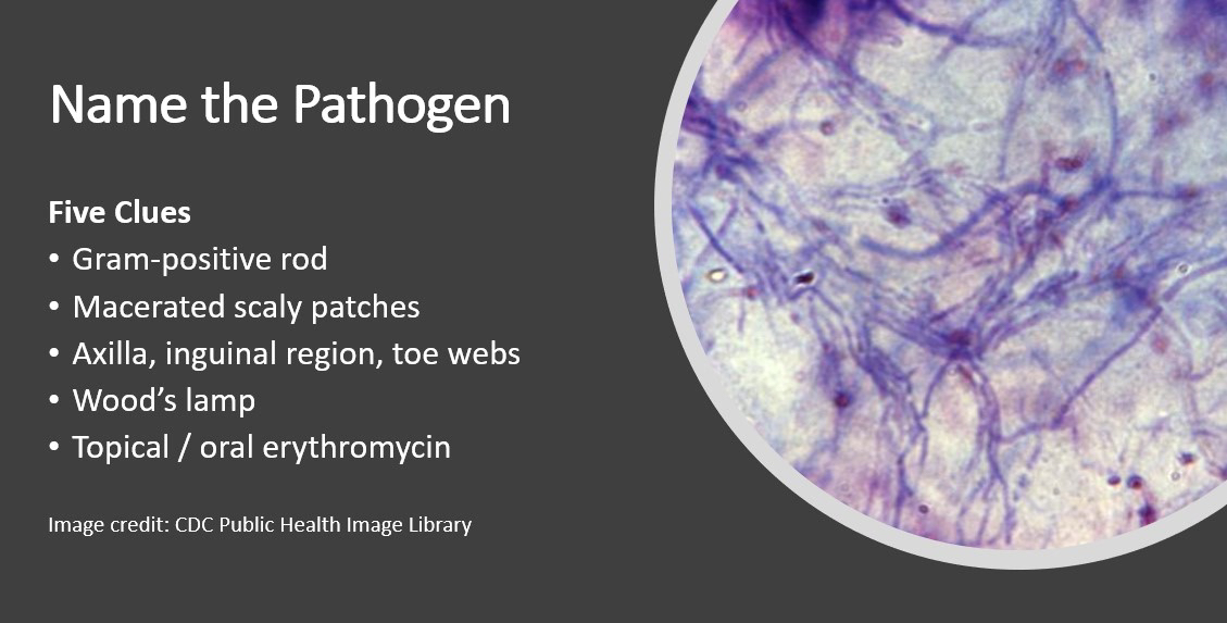 Mayo Clinic Infectious Diseases tweet media