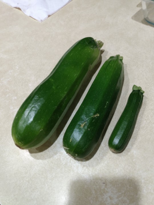 Altivo's tweet photo. The Zucchini family: Dad, Mom, and Baby. Rescued as we cleaned out the garden due to a freeze warning. https://t.co/wTD6fWIxYG
