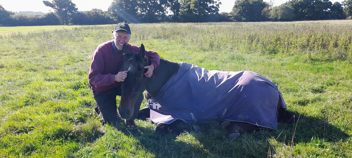 racehorsesanct's tweet photo. Kingley Vale enjoying what's left of the year's sunshine! #racehorse #exracehorse #ottbs #horsehour https://t.co/Az1SnmvM4s