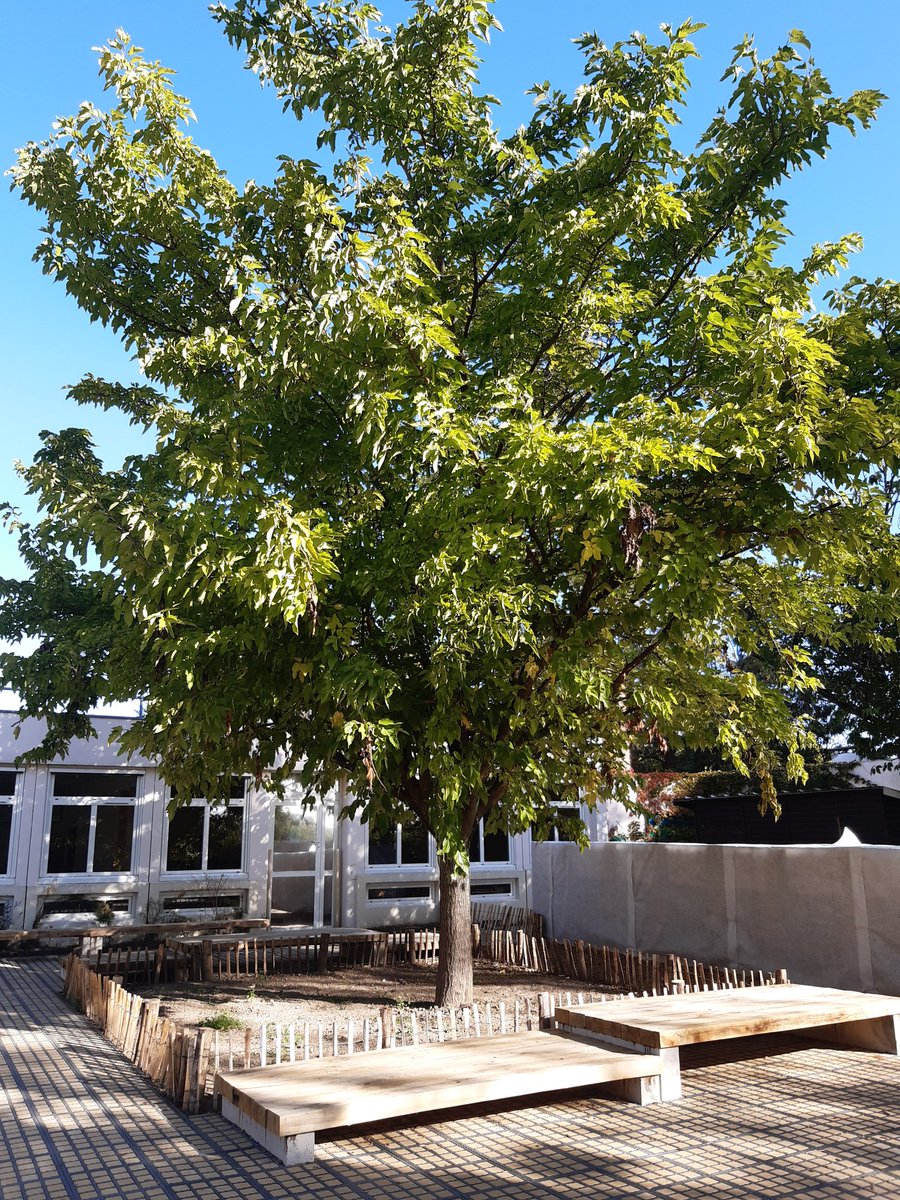KarineCasalditE's tweet photo. 🍃 Inauguration de la cour végétalisée de l'école maternelle des Gros Chênes : une cour adaptée aux jeux des enfants et répondant aux enjeux de la transition écologique et du réchauffement climatique 🌳
#desimpermeabilisation #couroasis #arbres #copeau #matériaux #écologiques https://t.co/2c0c9W9Q6c