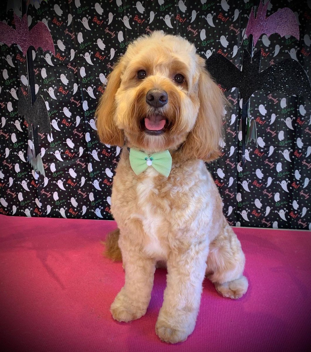 dave4724's tweet photo. Archie has had another amazing groom with Georgia from Barkingham Palace Dog Grooming, Kent. Thanks Georgia 🐶🐶🐶🐶🐶🐶🐶🐾🐾🐾🐾🐾🐾 https://t.co/DRgWU7baLQ