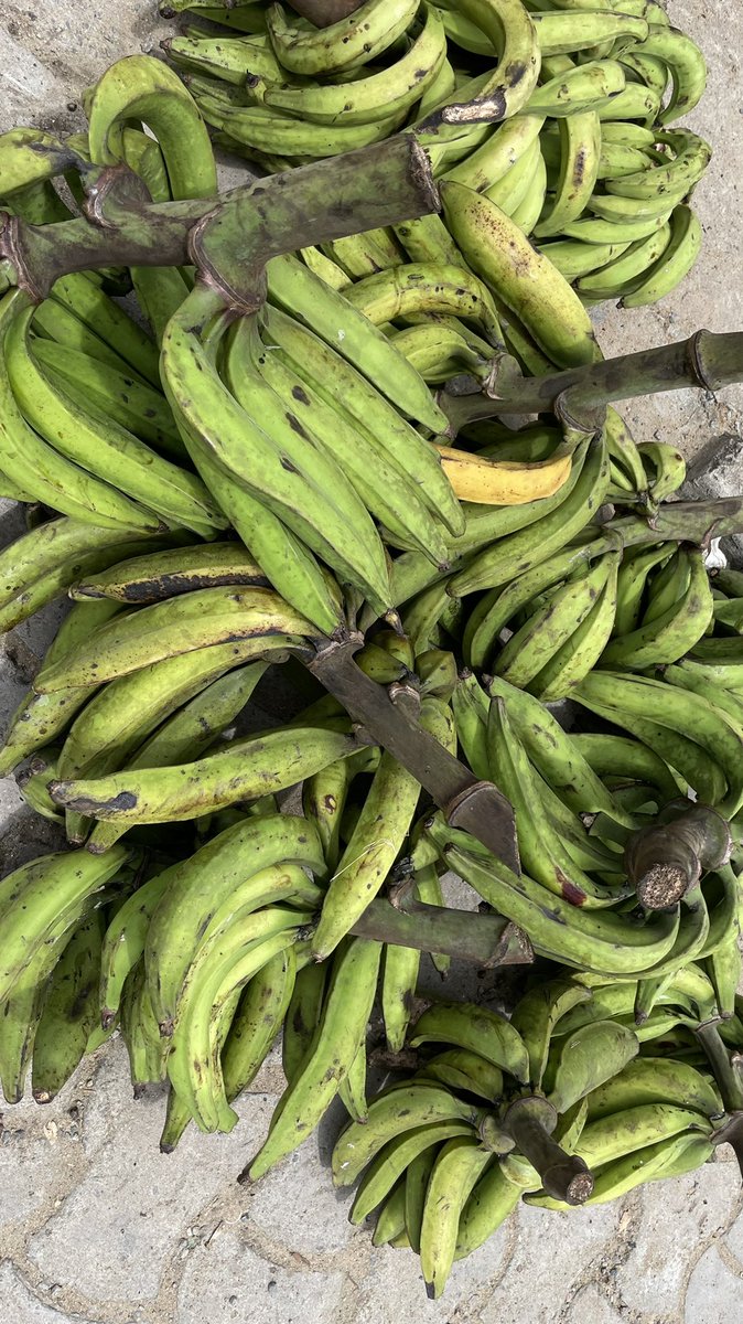 The__HOTH's tweet photo. Hello  hier j’étais au village au nyon Ekele j’ai ramené pas mal de régime de plantain que je solde à 5000frs le régime ! Faites vous plaisir 
Rt apprécié svp !! Merci 
📍: nkongmondo https://t.co/bAVetO9xtV