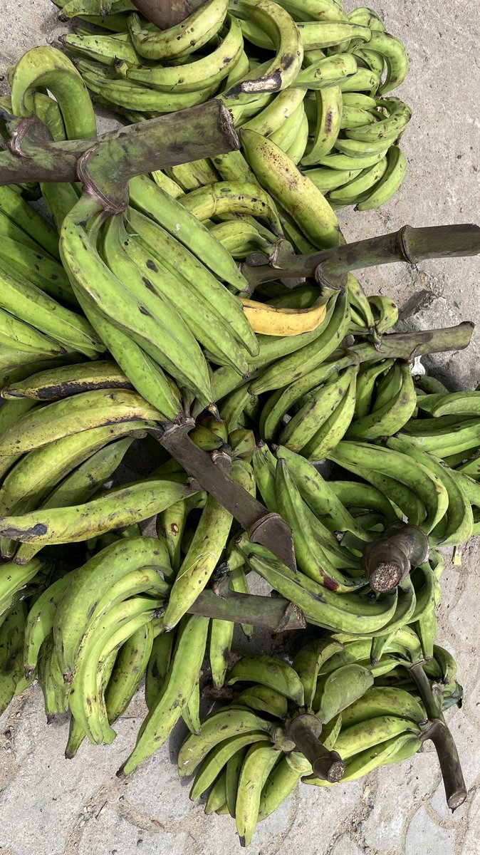 The__HOTH's tweet photo. Hello  hier j’étais au village au nyon Ekele j’ai ramené pas mal de régime de plantain que je solde à 5000frs le régime ! Faites vous plaisir 
Rt apprécié svp !! Merci 
📍: nkongmondo https://t.co/bAVetO9xtV