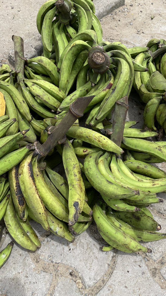 The__HOTH's tweet photo. Hello  hier j’étais au village au nyon Ekele j’ai ramené pas mal de régime de plantain que je solde à 5000frs le régime ! Faites vous plaisir 
Rt apprécié svp !! Merci 
📍: nkongmondo https://t.co/bAVetO9xtV