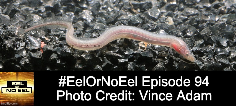 EelOrNoEel's tweet photo. It's time once again for #TeamFish’s #1 #SciComm game #EelOrNoEel where you try to guess if the creature I share is a true #Eel in the order #Anguilliformes or just a sneaky #NoEel imposter. Tweet your guess and I will revEEL the identity of this eely critter in 24 hours. https://t.co/SKXWYo5CjT