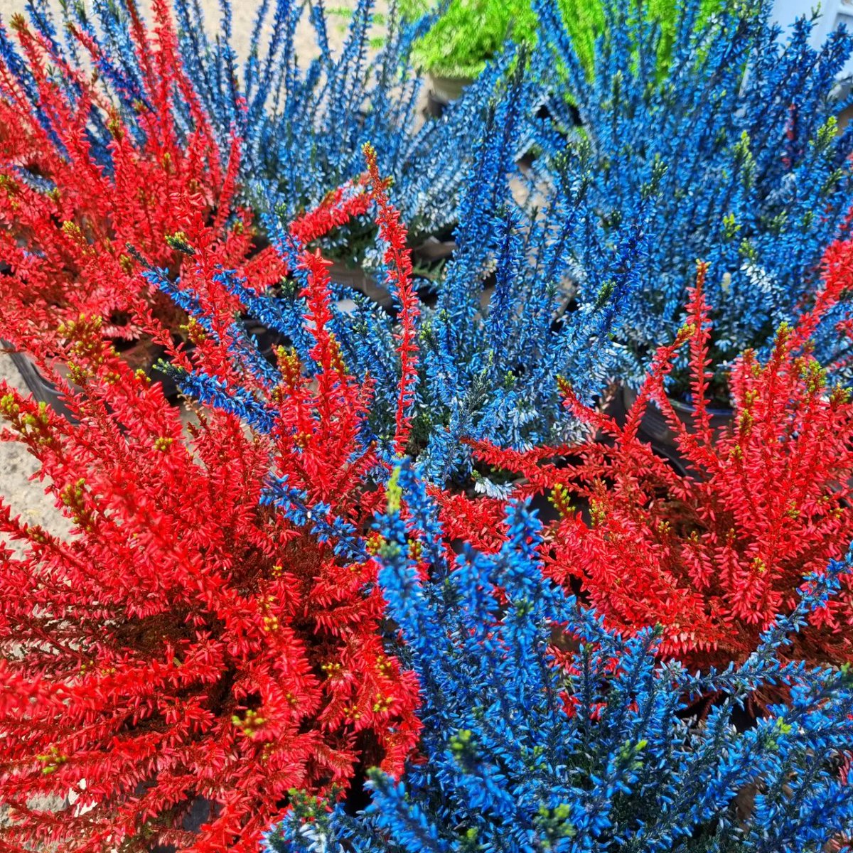 NomadicNursery's tweet photo. Super colourful Heather's (Calluna Vulgaris Garden Girls)!  First combo very #crystalpalacefc 🤣  £3 each or 2 for £5! 

#crystalpalace #crystalpalacepark
#shopse19 #se20 #se19 #BR3 #se26 #se4 #se23 #se6 #crystalpalacetriangle 
#beckenham #penge #anerley #sydenham #gipsyhill https://t.co/IjSLBDkNCF