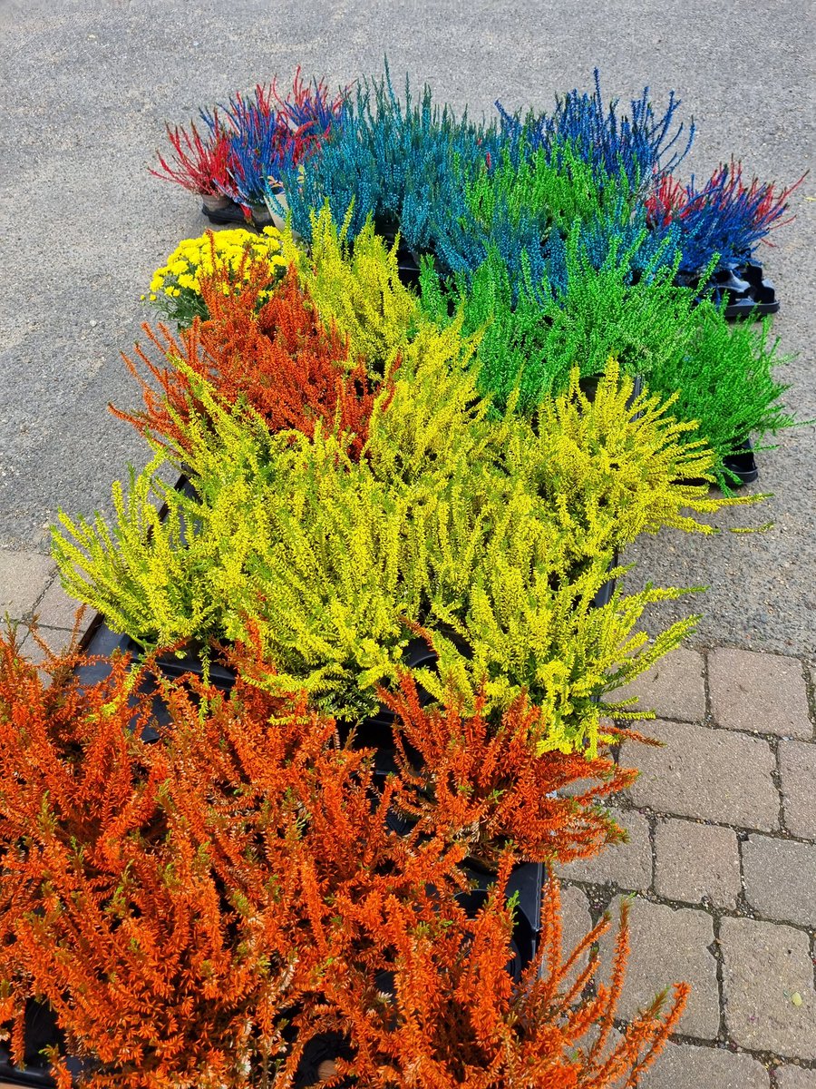 Super colourful Heather's (Calluna Vulgaris Garden Girls)!  First combo very #crystalpalacefc 🤣  £3 each or 2 for £5! 

#crystalpalace #crystalpalacepark
#shopse19 #se20 #se19 #BR3 #se26 #se4 #se23 #se6 #crystalpalacetriangle 
#beckenham #penge #anerley #sydenham #gipsyhill