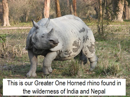 For kind attention of @IndianOilcl that this photoshop version of rhino you have used is an #African #WhiteRhino which has two horns. I am sharing how our #GreaterOneHornedRhino looks like for your next awareness poster. Better luck next time! @ChairmanIOCL @DirMktg_iocl @moefcc