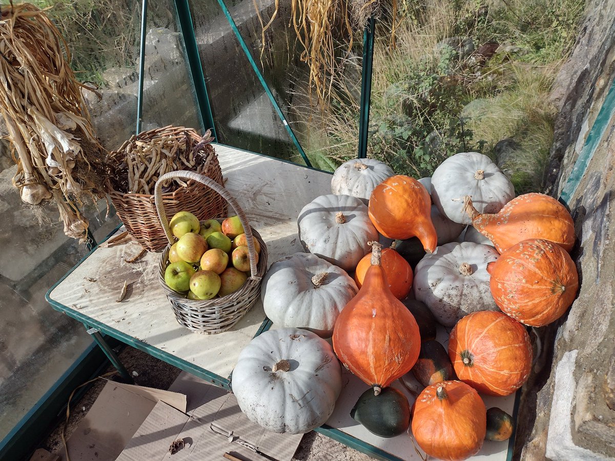 Oh look, some of the apple crop. First year we've got arguably too many apples.