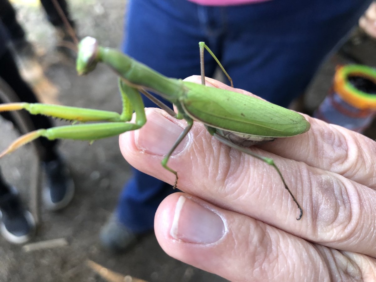 York Region Nature tweet media