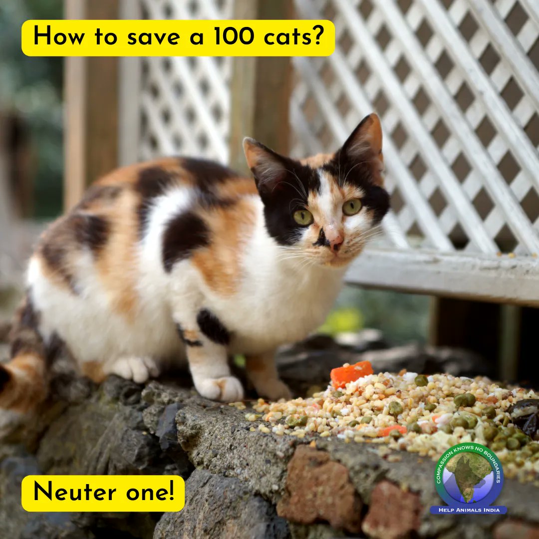 helpanimalindia's tweet photo. #HelpAnimalsIndia supports large Trap, Neuter, and Release (TNR) programs for cats in #india and #Nepal. This #Caturday you can support this program by donating here - https://t.co/37dB9gDDUz
#indiancats #catworld #kittenlovers #rescuecatsrule #catlove #indiancat # https://t.co/NmbXRMH2w4