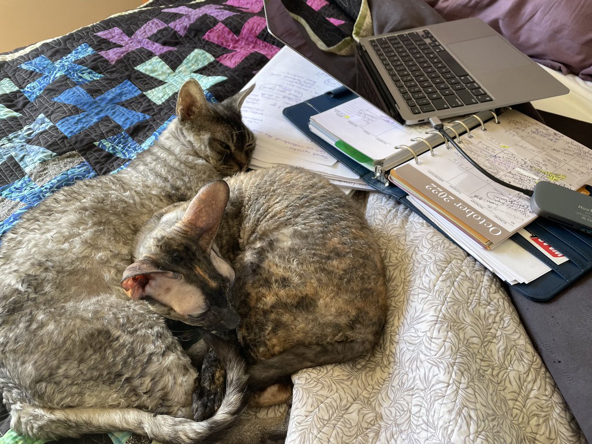 KGSpark's tweet photo. Happy #Caturday
Especially to those of you who are avoiding a work project today…
#pastorslife
#CatsOfTwitter https://t.co/STP2CkU690
