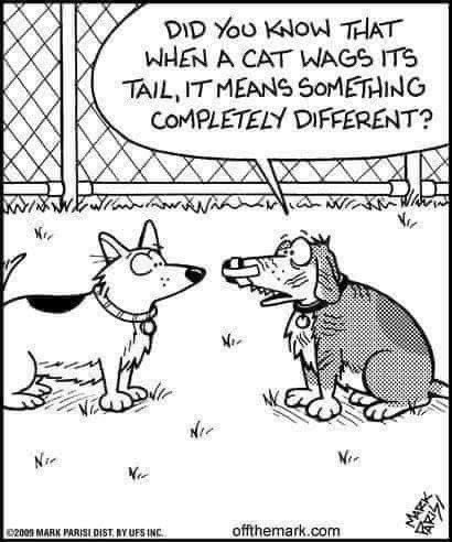 😂 😹 #cats #dogs #CatsOfTwitter #Caturday